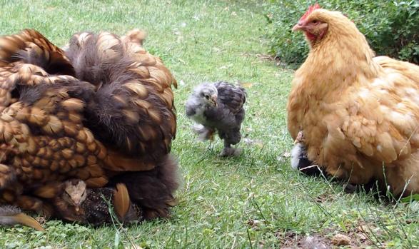 12072015 blueberry poussin cochin et meres poules