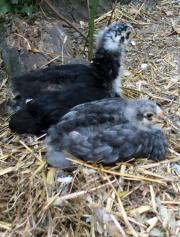 12072015 blueberry sous la protection de google