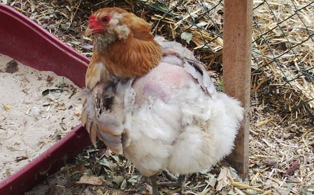 12072015 chouppi poule araucana avec le dos nu