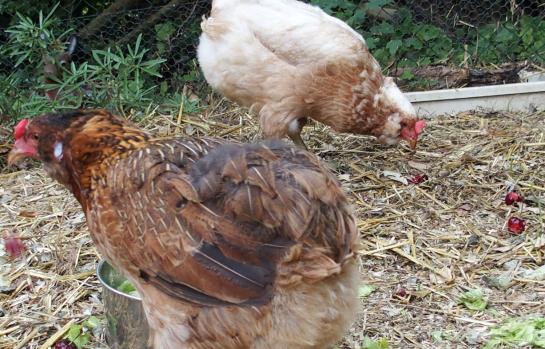 12072015 edith et judith poules araucana aiment les cerises 2