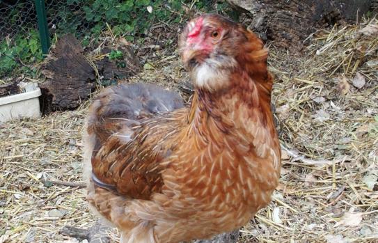 12072015 edith poule araucana dore brun 2