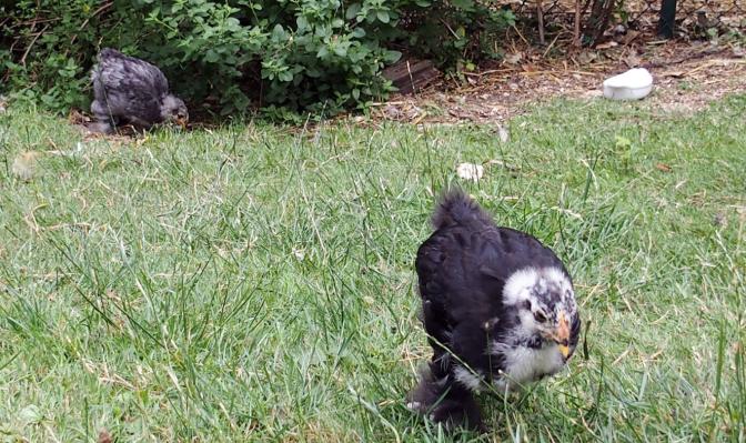 12072015 google et blueberry poussins cochin de 4 semaines