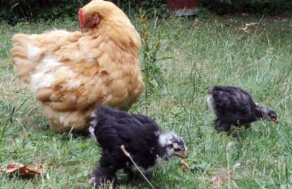 12072015 google et blueberry poussins cochin et mere orpi