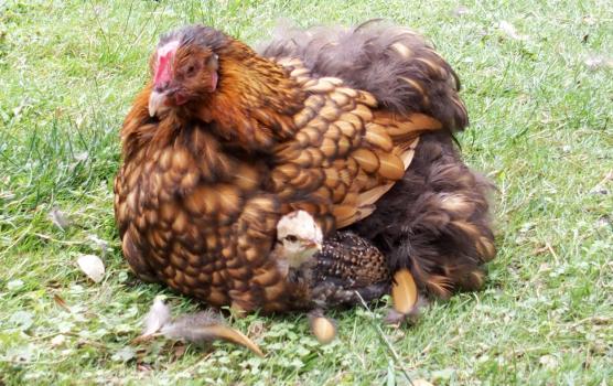 12072015 mere poule odal en debut de mue 2