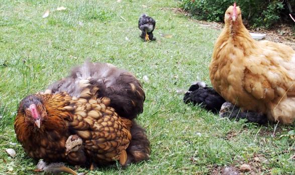 12072015 meres poules et poussins 1