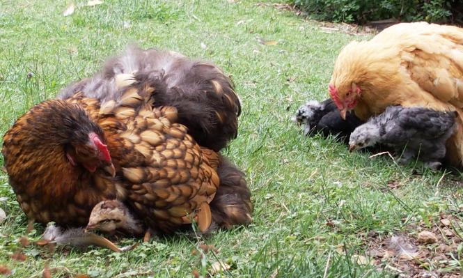 12072015 meres poules et poussins