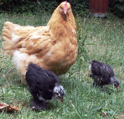 12072015 mimi google et blueberry