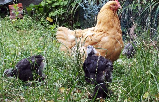 12072015 mimi poule orpi et ses poussins de 4 semaines