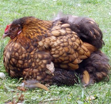 12072015 poule orpi et calin a tac 1