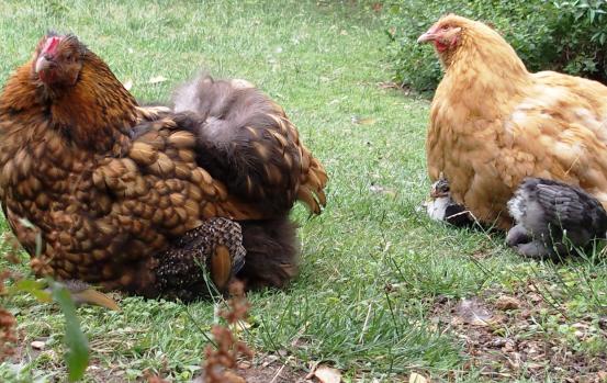 12072015 poules orpi et calin aux poussins 2