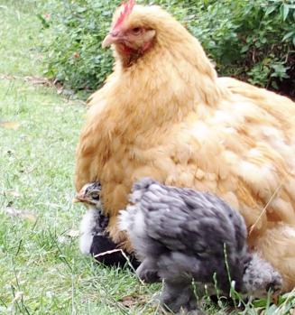 12072015 poules orpis et calin aux poussins c