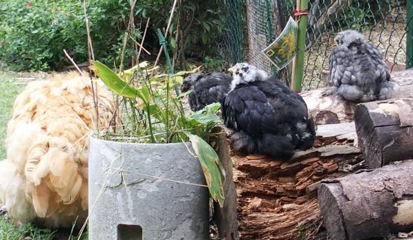 12072015 poussins cochin au repos sur tas de bois 1