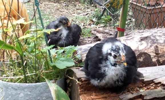 12072015 poussins cochin de 4 semaines sur tas de bois 1