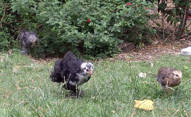 12072015 poussins cochin et araucana en chasse