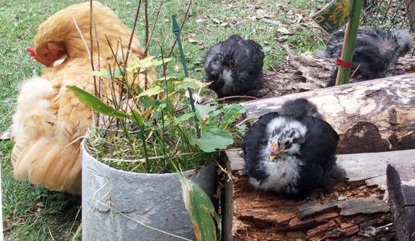 12072015 repos et toilette sur tas de bois