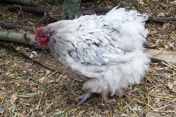 12072015 splashie poule orpington splash en fin de mue