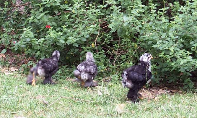 12072015 vite dans la sauge