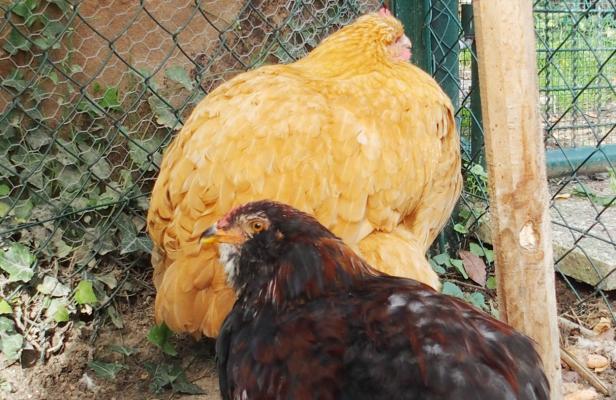 12102015 mimi poule orpi fauve avec jeune coq araucana 3