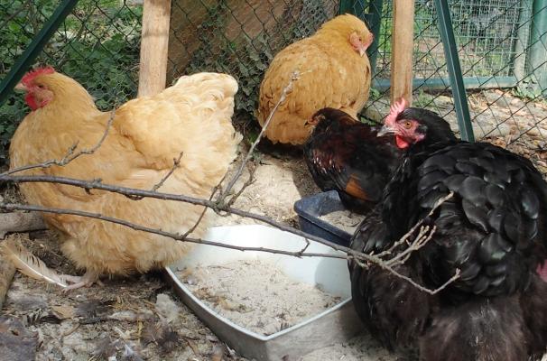 12102015 orpis regroupees pour toilette et jeune coq araucana 2