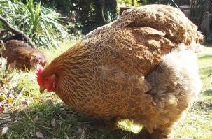 13032015 cochin qui picore la mousse