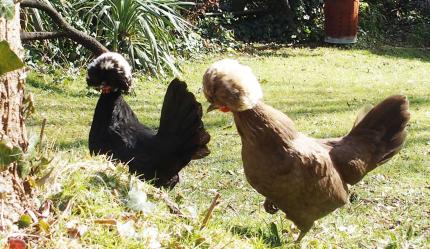 13032015 hollandaises huppees