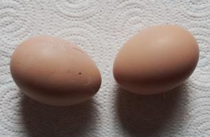 13032015 oeufs de cochin