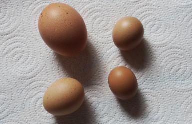 13032015 oeufs de coq