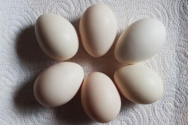 13032015 oeufs de poules huppees