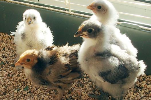 13042015 groupe de poussins a 19 jours