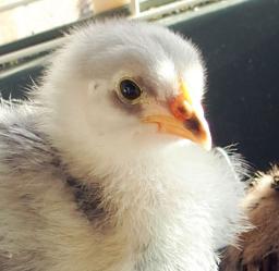 13042015 portrait cochin bleu a 19 jours