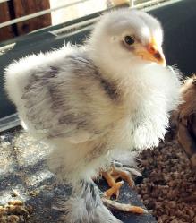 13042015 poussin cochin bleu a 19 jours