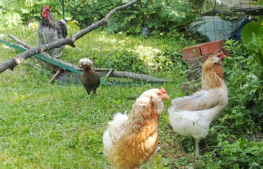 13062015 araucanas et coq cochin 1