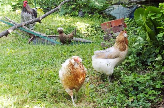 13062015 araucanas et coq cochin
