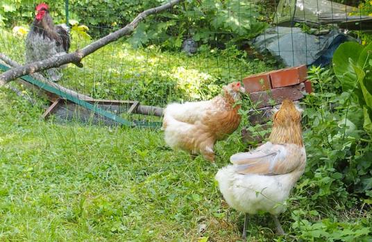 13062015 les araucanas et le coq cochin