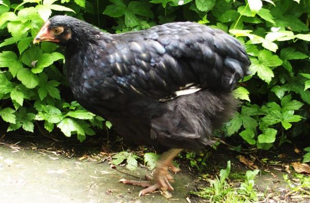 13062016 poulette orpington argente a vendre 1