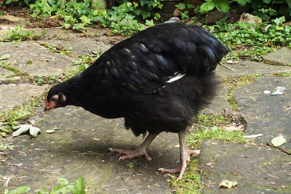 13062016 poulette orpington argente de 2 mois et demi 1