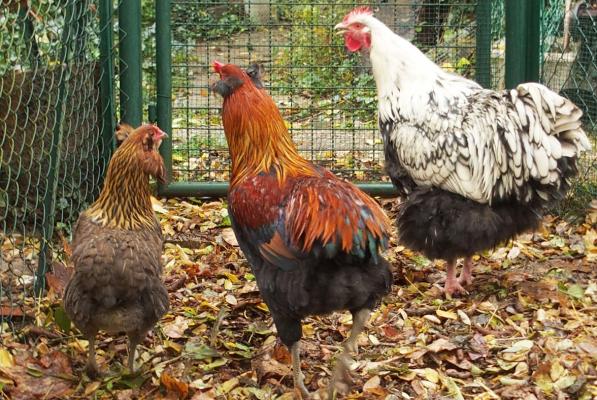 13112016 andro gavotte et kentoc h