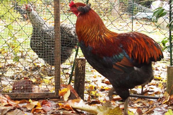 13112016 andro jeune coq araucana de 7 mois