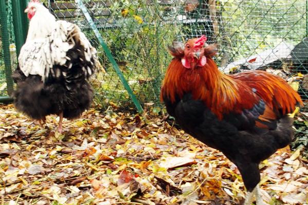 13112016 coq araucana et coq orpi de 7 mois