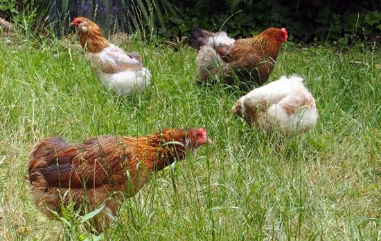 14062015 araucanas et cochin dans les herbes