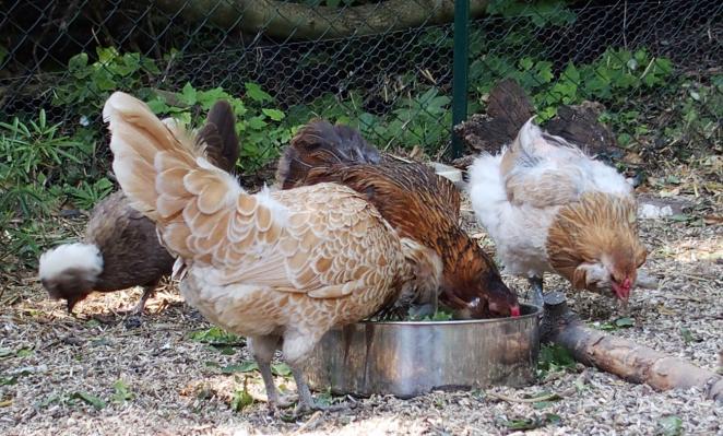 14062015 araucanas et padoue 1