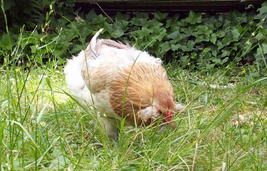 14062015 chouppi dans les herbes