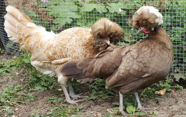 14062015 estia picorant chocolat 1