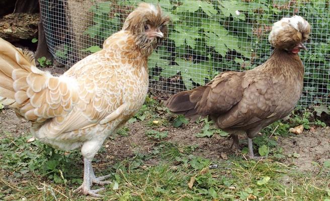 14062015 padoue et hollandaise a huppe