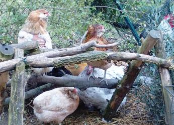 15022015 chouppi perchee attente coucher