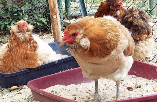 15062015 araucanas au bac a pouille 4