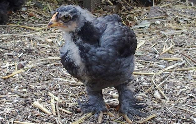 15072015 blackberry poussin croise cochin orpington gris bleu 1