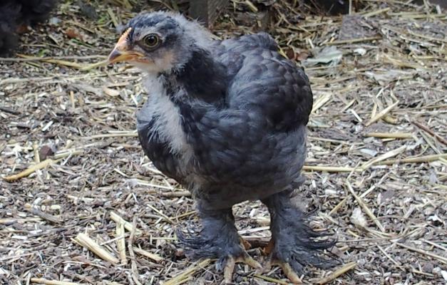 15072015 blackberry poussin croise cochin orpington gris bleu 1