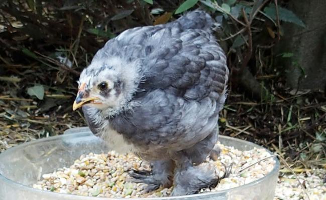 15072015 blueberry poussin cochin bleu les pieds dans le plat
