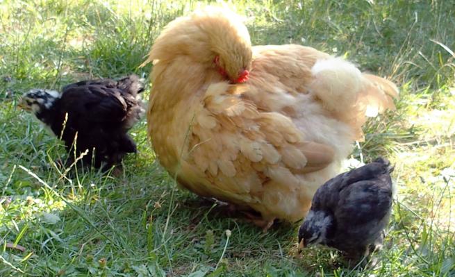 15072015 mere poule orpington en mue et ses grands poussins